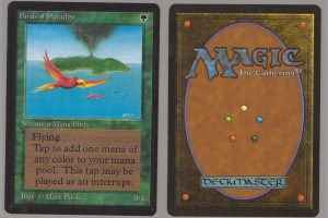 Birds of Paradise